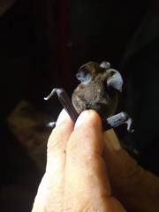 Nyctinomops laticaudatus