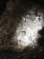 Spilogale angustifrons