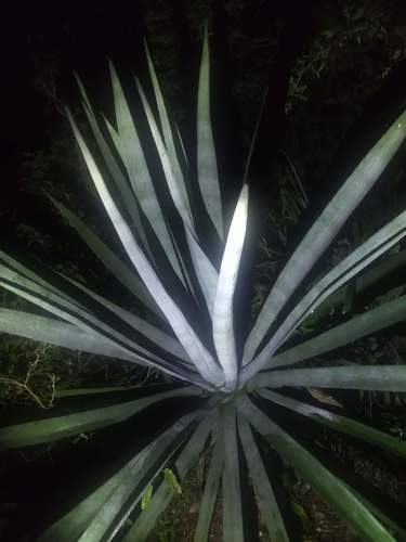 Agave fourcroydes