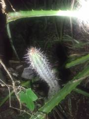 Pilosocereus gaumeri