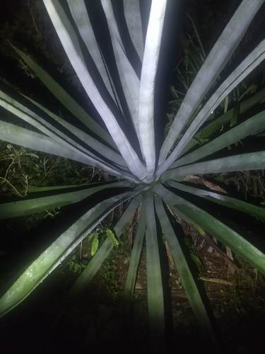 Agave fourcroydes