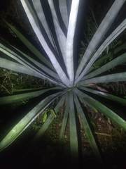 Agave fourcroydes