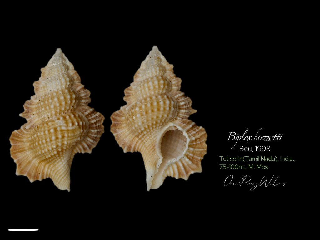 Gyrineum bozzettii