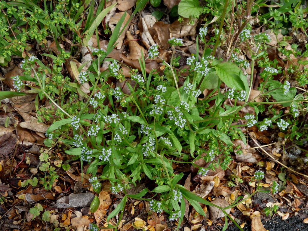 Valerianella locusta