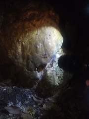 Paraphrynus raptator