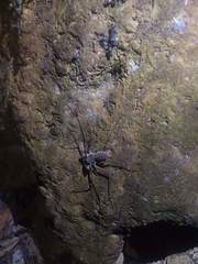 Paraphrynus raptator