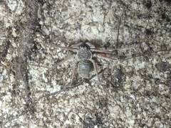 Paraphrynus raptator