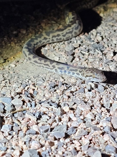 Spotted Python sighting