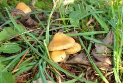 Inocybe mixtilis