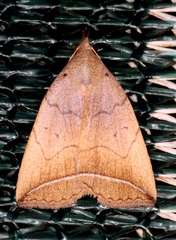 Simplicia armatalis