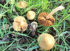 Inocybe mixtilis