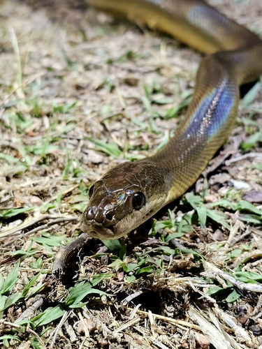Water Python sighting