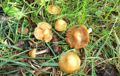 Inocybe mixtilis