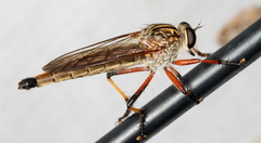 Dolopus simulans