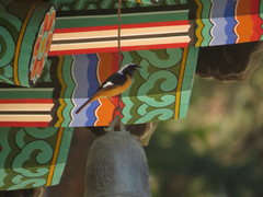 Phoenicurus auroreus