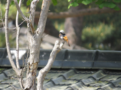 Phoenicurus auroreus