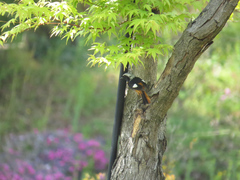 Phoenicurus auroreus