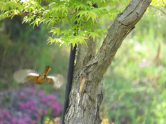 Phoenicurus auroreus