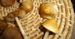 Inocybe mixtilis