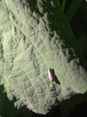 Apogonalia stalii