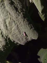 Apogonalia stalii