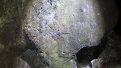 Paraphrynus raptator