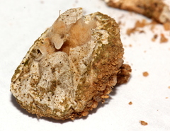 Tulostoma clathrosporum