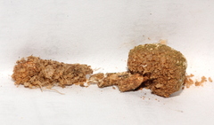 Tulostoma clathrosporum