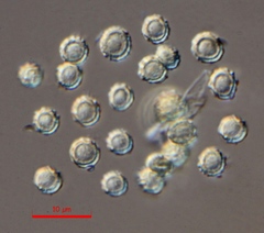 Tulostoma clathrosporum