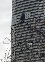 Phalacrocorax carbo hanedae