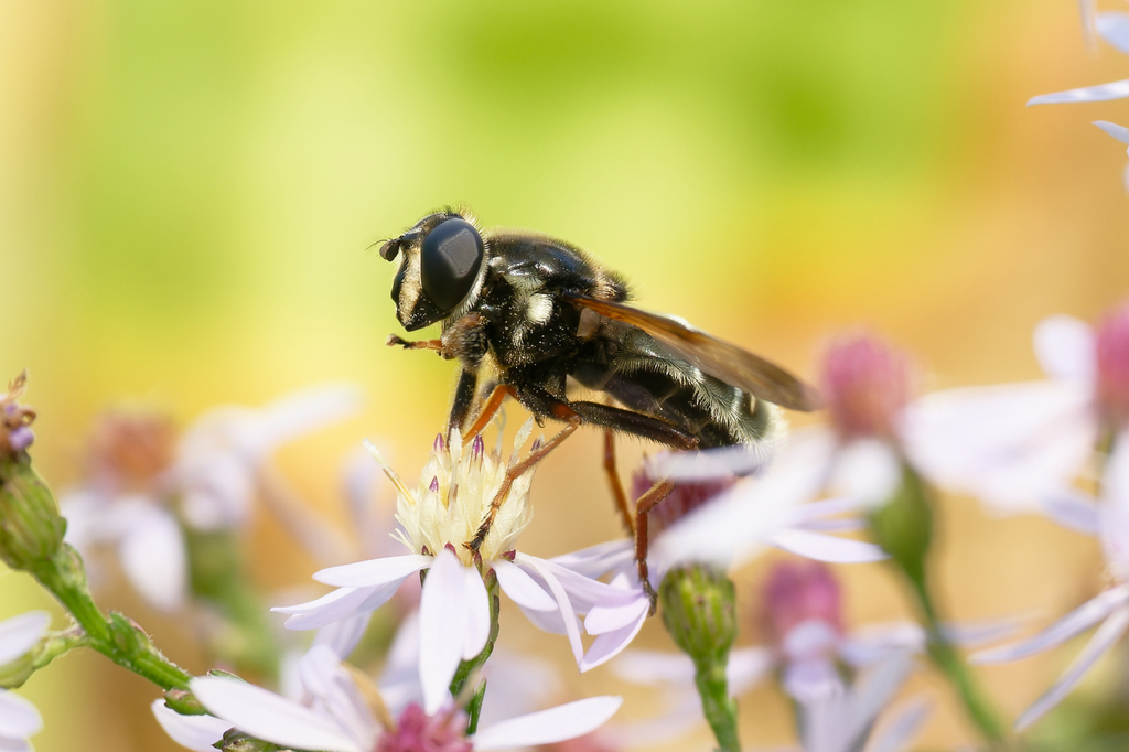 Narrow-banded Pond Fly
