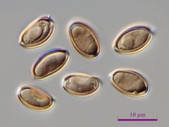 Psilocybe baeocystis