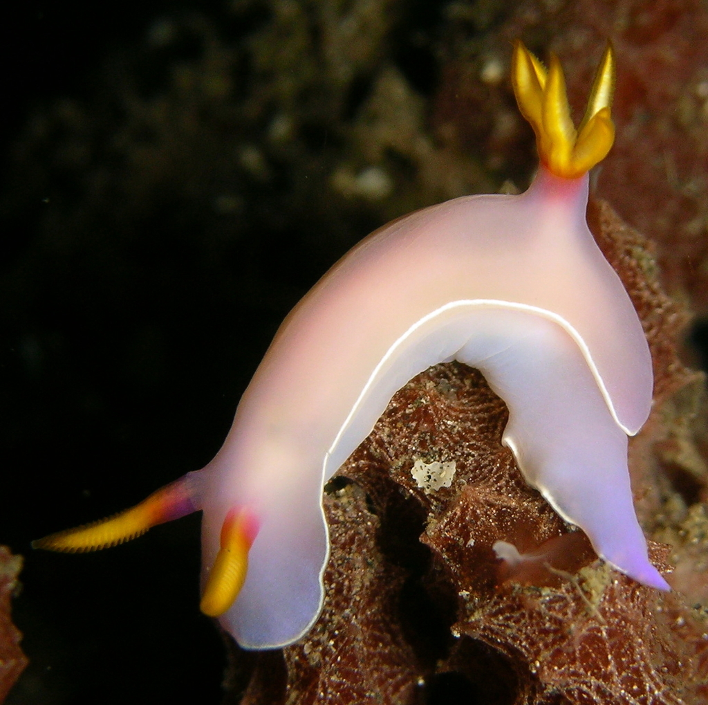 Lavender Split-tooth Dorid