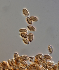 Psilocybe baeocystis