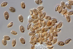 Psilocybe baeocystis