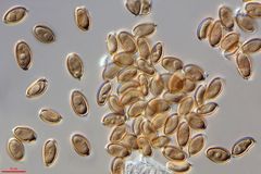 Psilocybe baeocystis