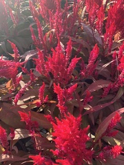 Celosia argentea plumosa