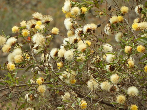 Hyaloseris salicifolia, 2025-09-06