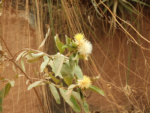 Hyaloseris salicifolia, 2025-09-06