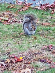 Sciurus carolinensis