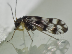 Propsocus pulchripennis