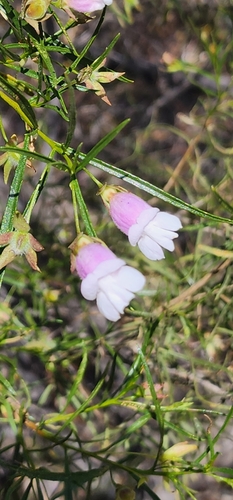 Turpentine Bush (Eremophila clarkei)