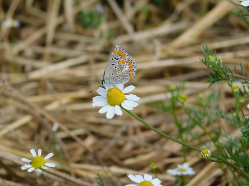 Brown Argus