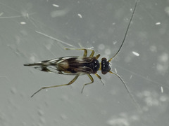 Propsocus pulchripennis