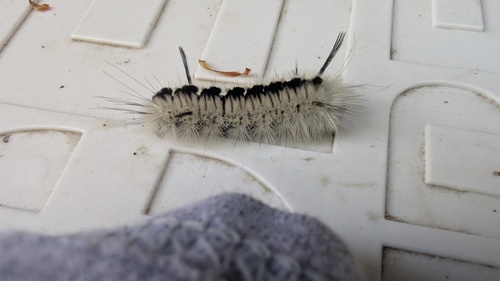 Hickory Tussock Moth