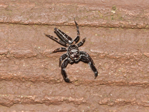 Six-spotted Jumping Spider