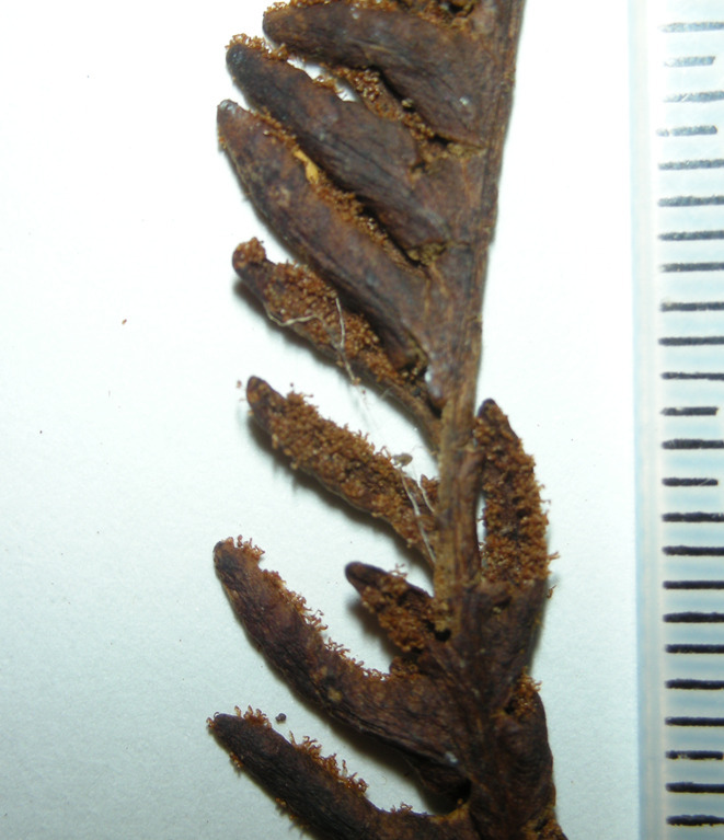Prosaptia engleriana