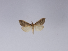 Udea daiclesalis