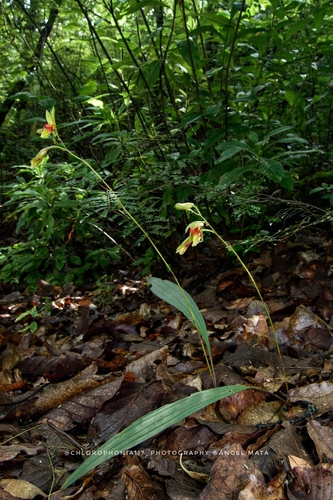 Bletia roezlii, photograph 5