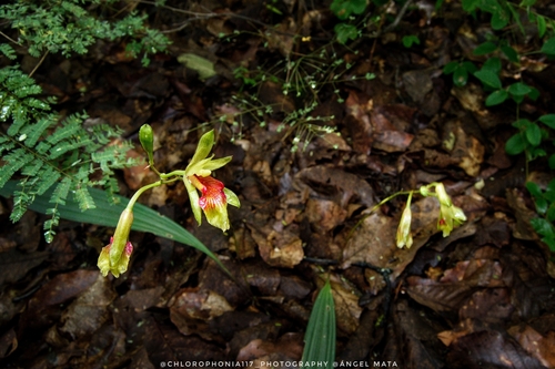 Bletia roezlii, photograph 6